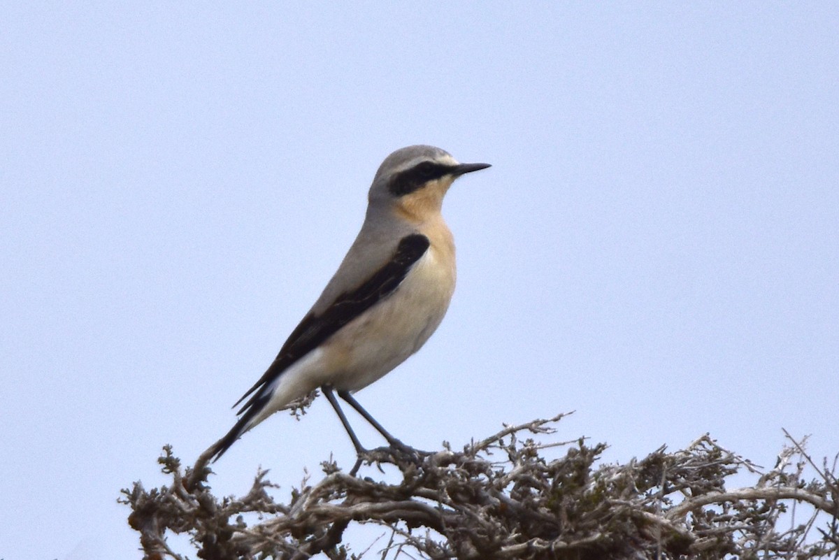 Northern Wheatear - Kudaibergen Amirekul