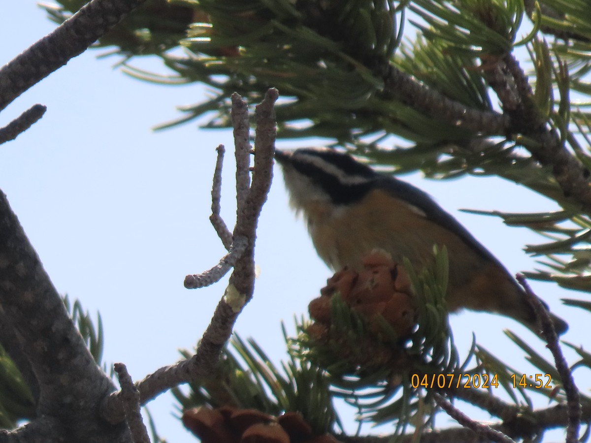 Red-breasted Nuthatch - ML617127581