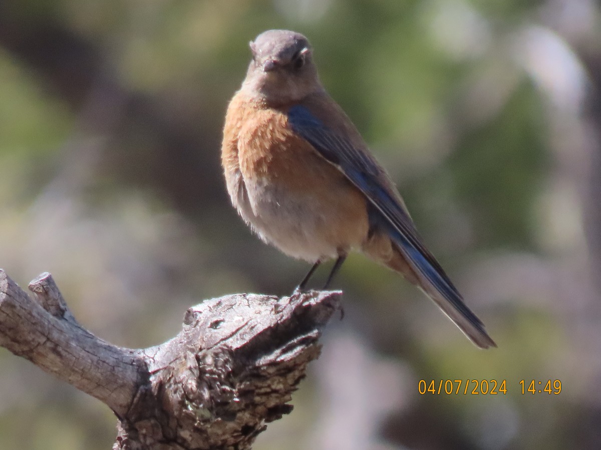 Western Bluebird - Leon Book