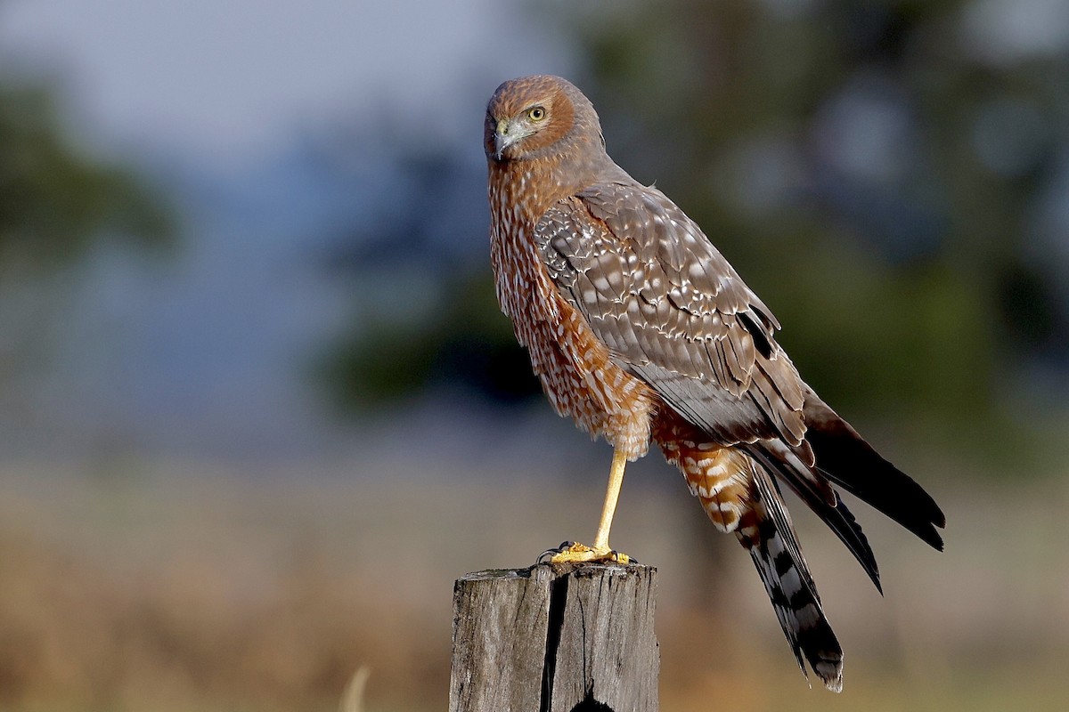 Spotted Harrier - Elspeth M