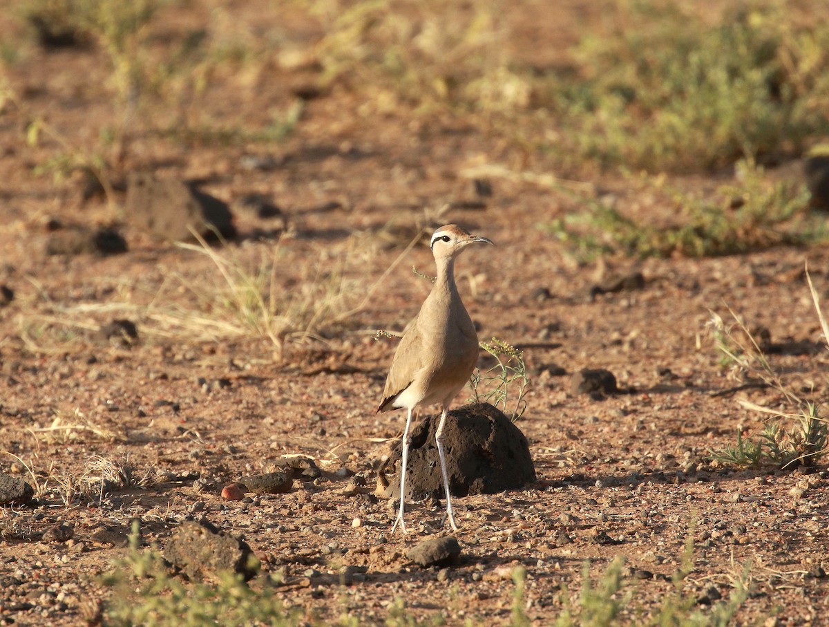 Somali Courser - Neil Osborne