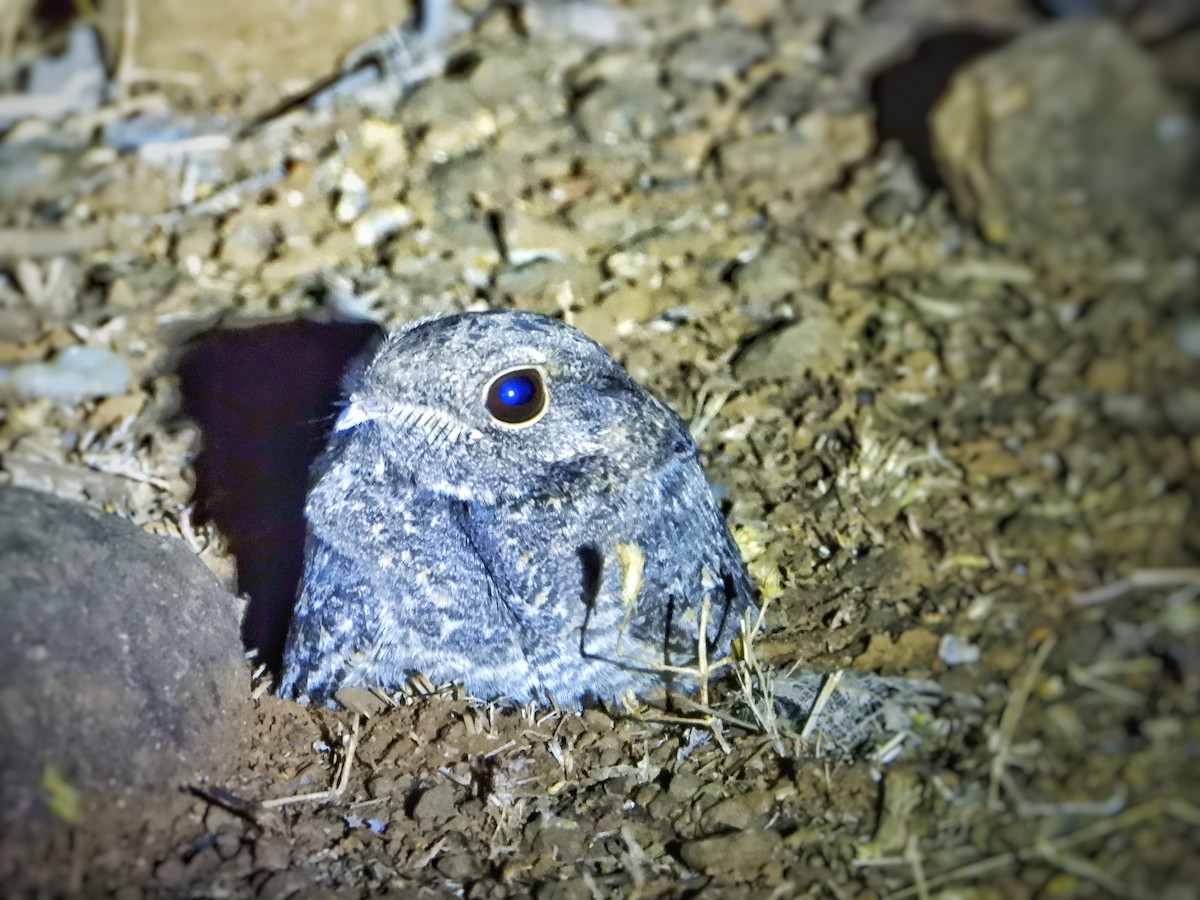 Jungle Nightjar - Shantanu Borwar