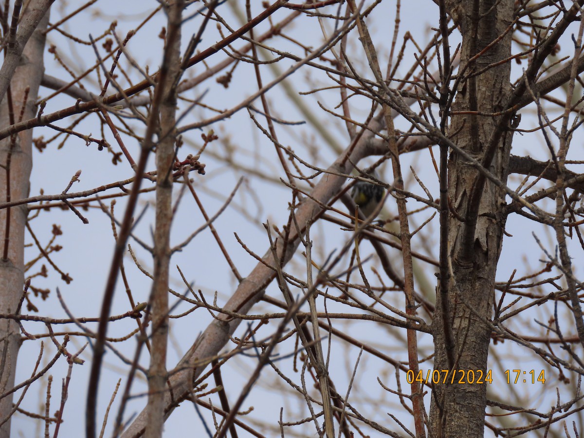 Yellow-rumped Warbler - ML617127716