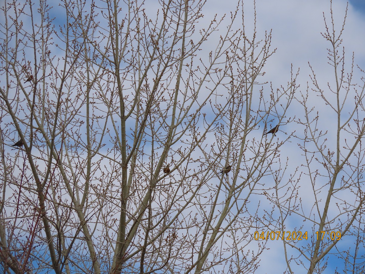 American Robin - ML617127722