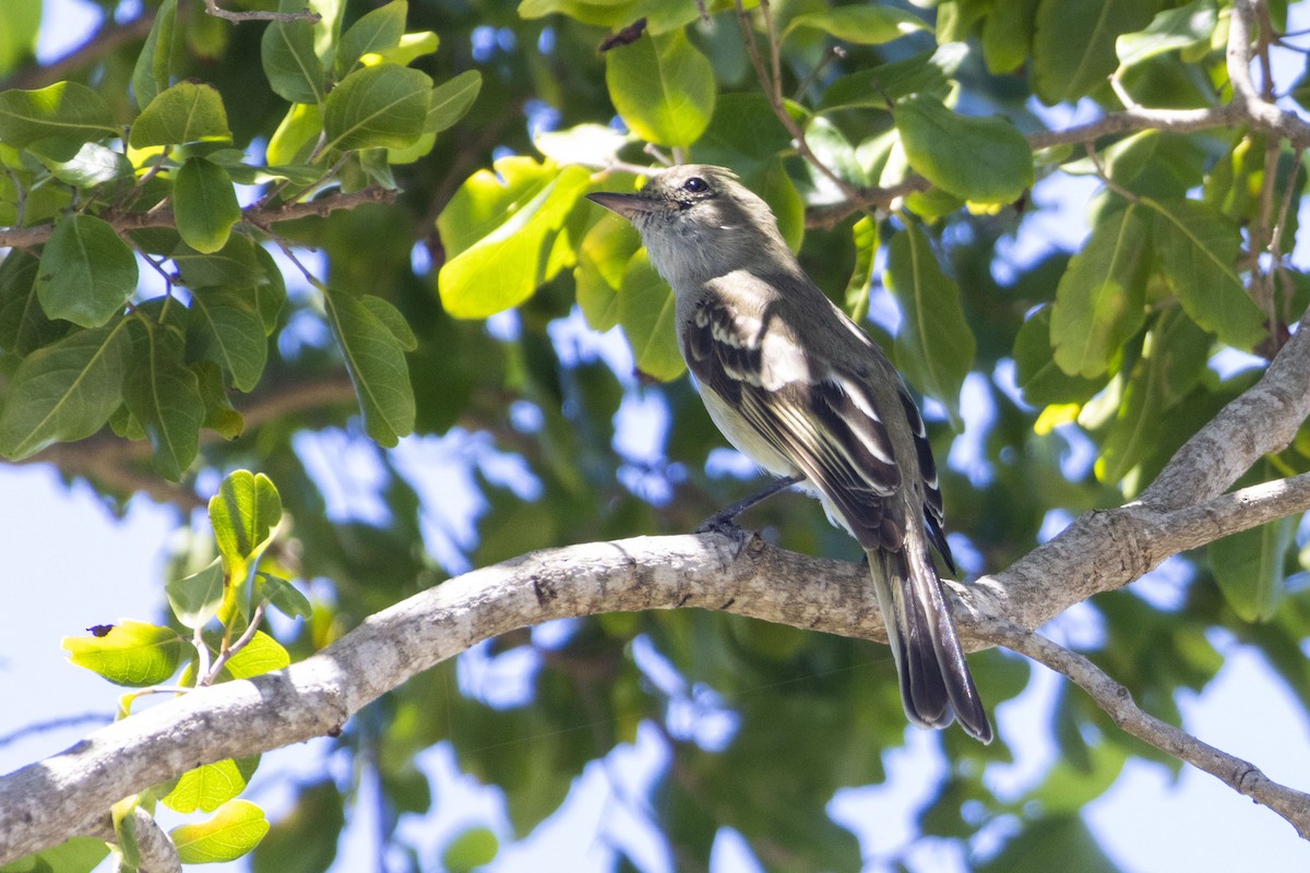 Caribbean Elaenia - Amarilys Lebron