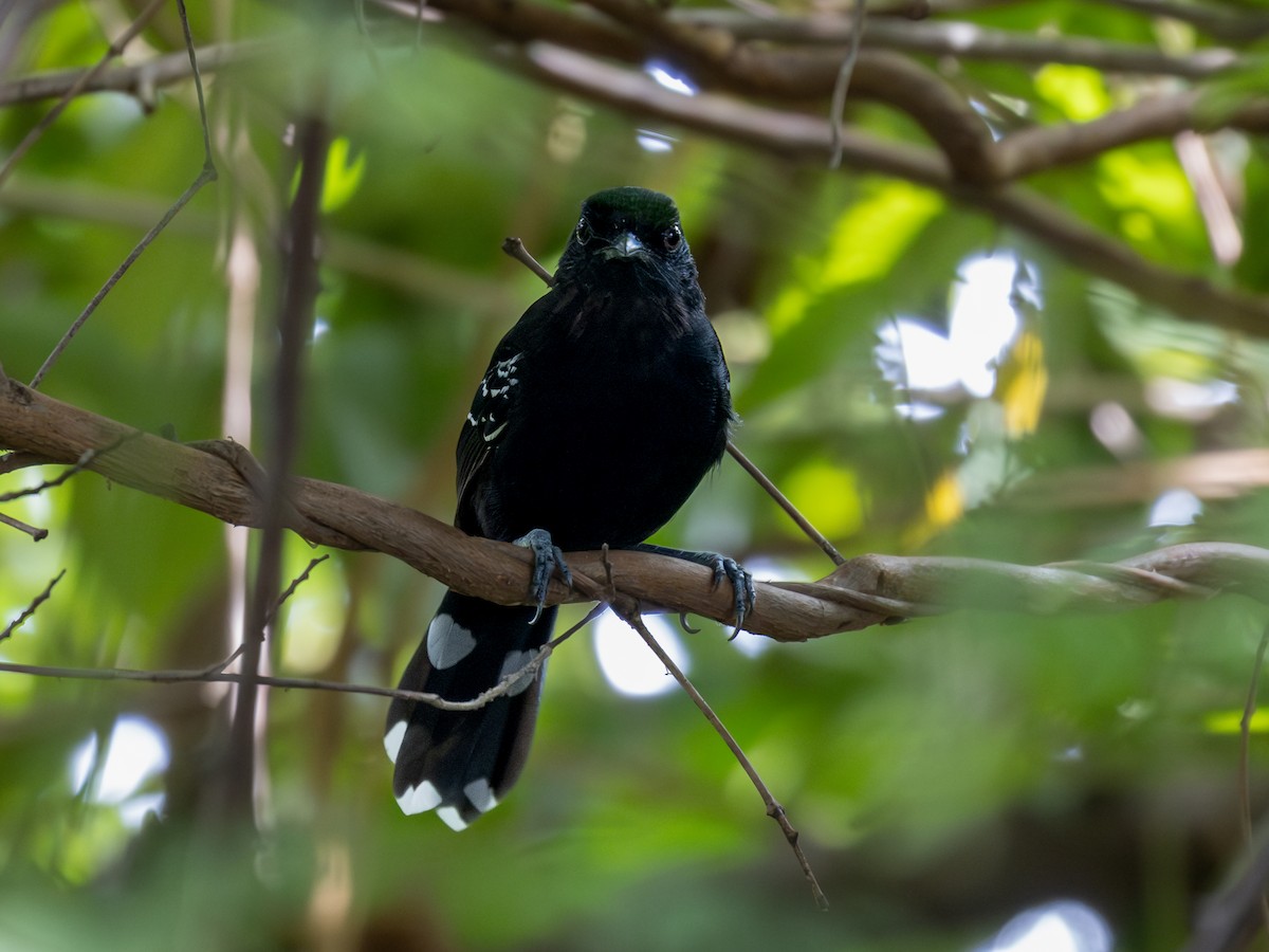 Bananal Antbird - ML617127760