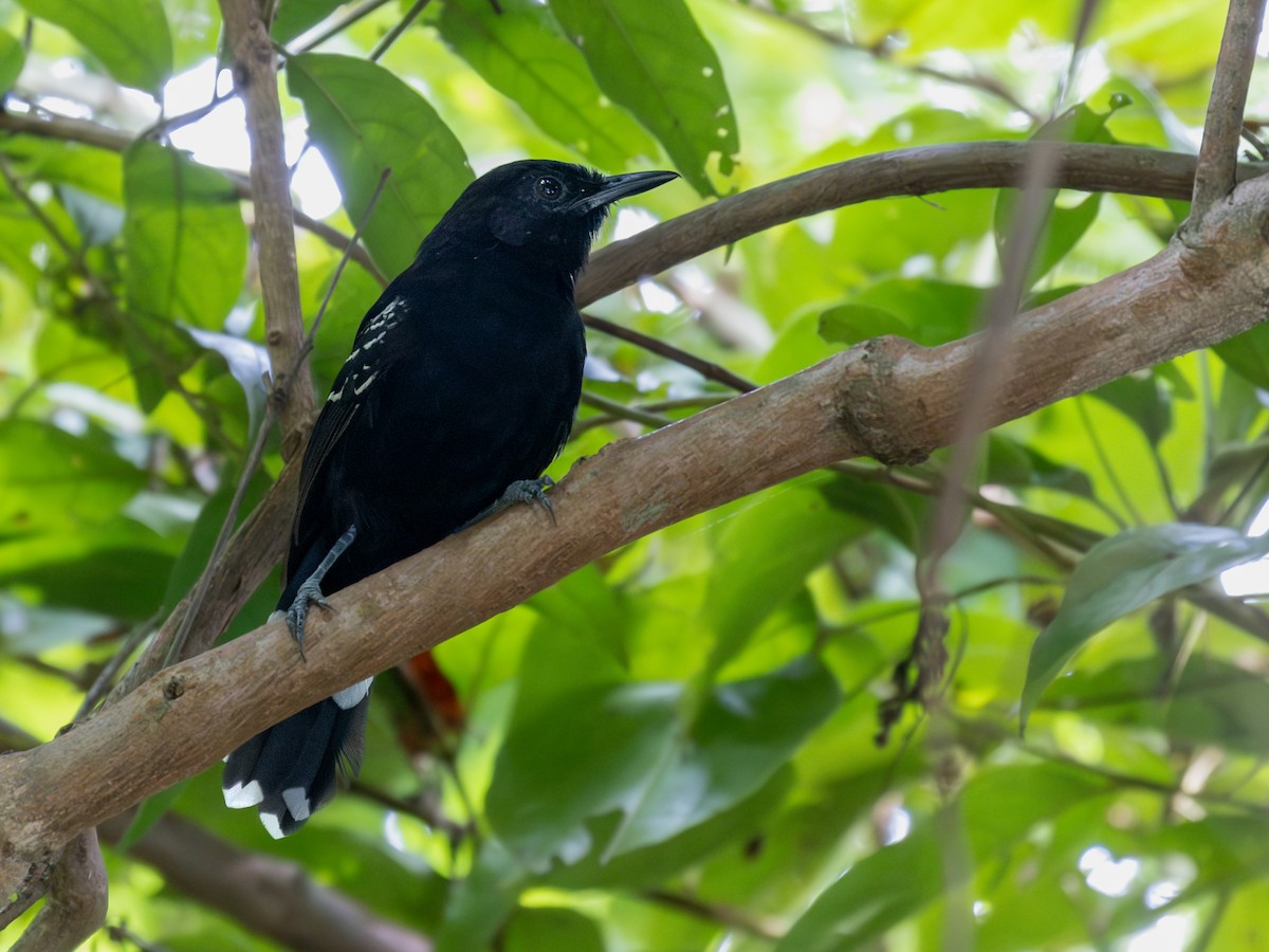 Bananal Antbird - ML617127761