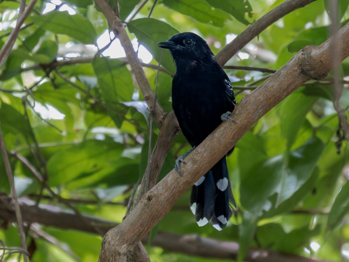 Bananal Antbird - ML617127762