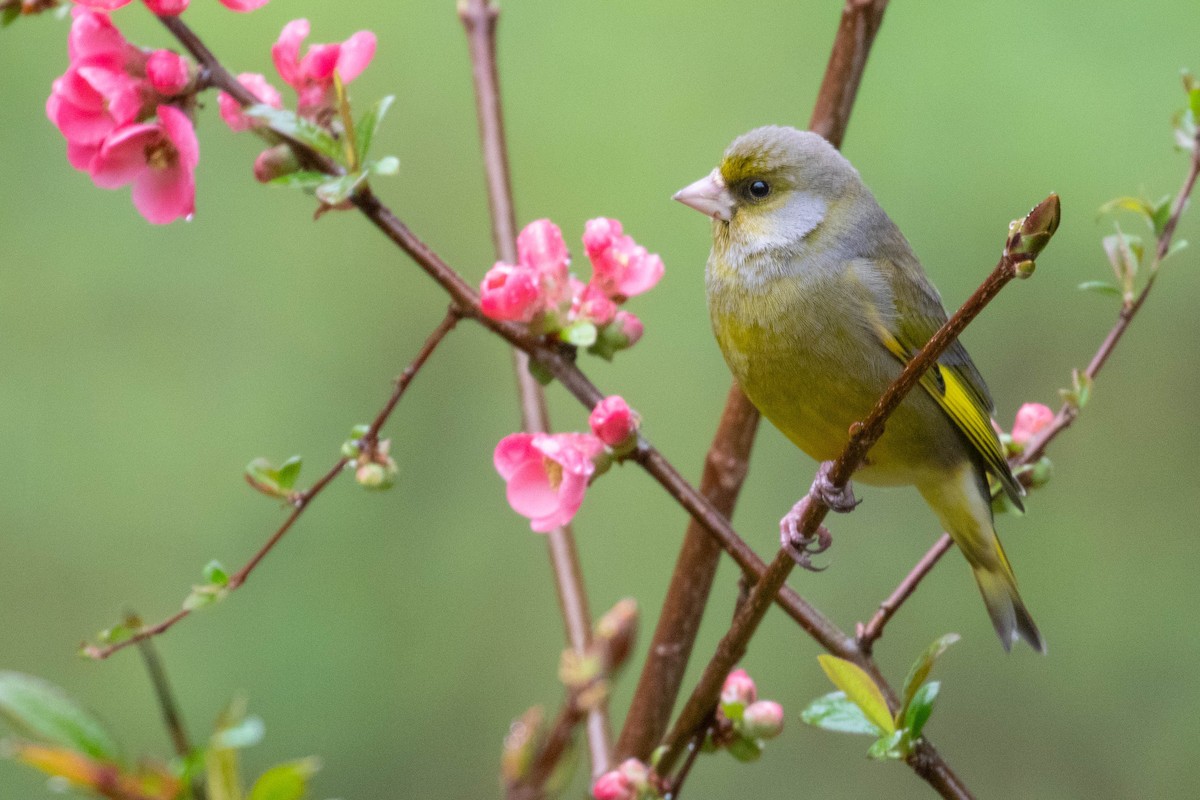 European Greenfinch - Leo Damrow