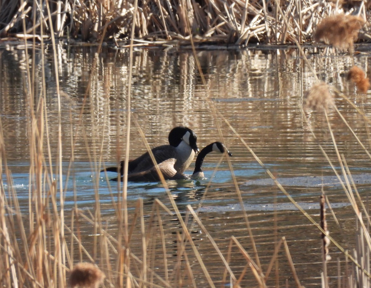 Canada Goose - ML617127783