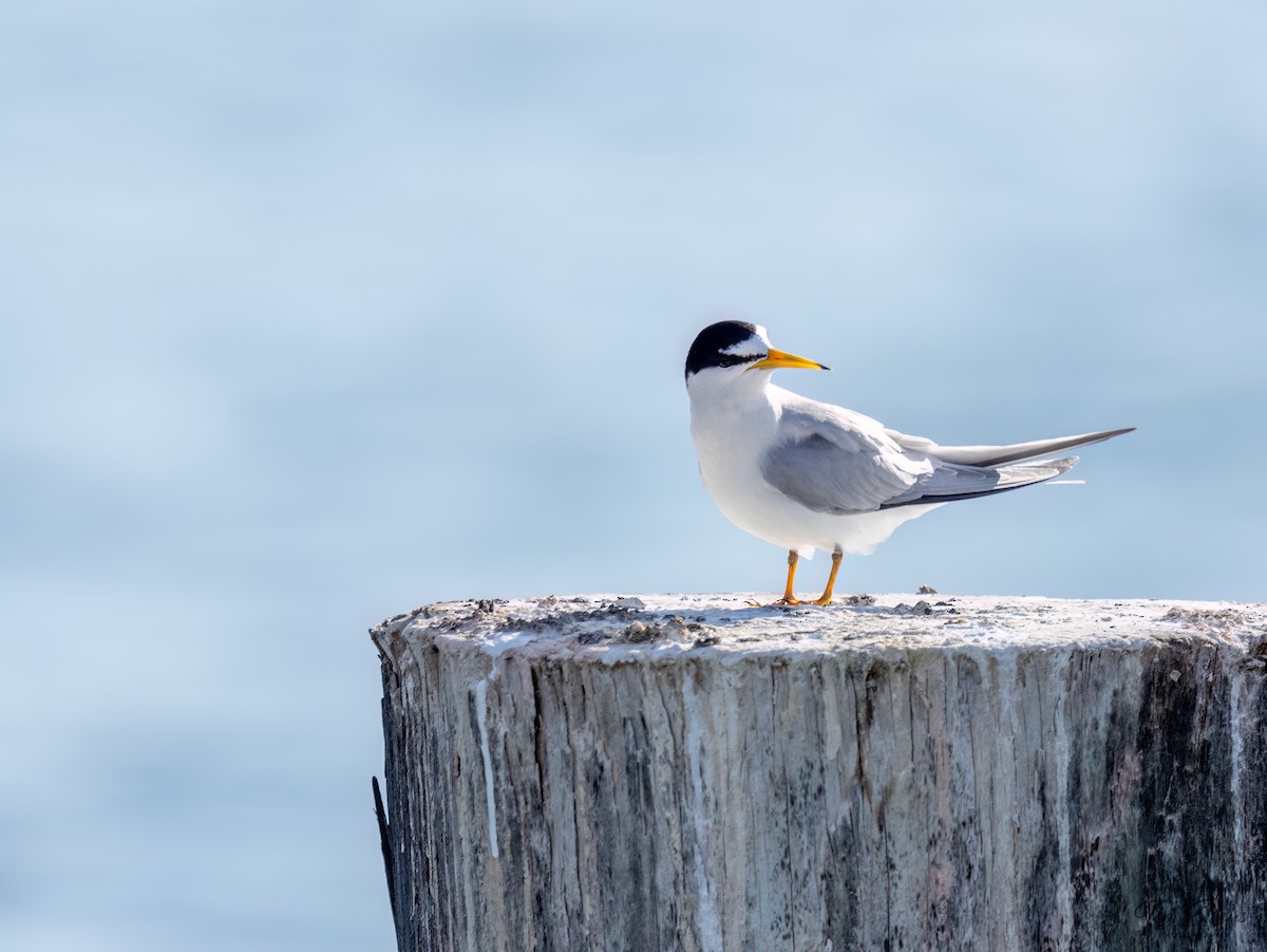 Least Tern - ML617127810