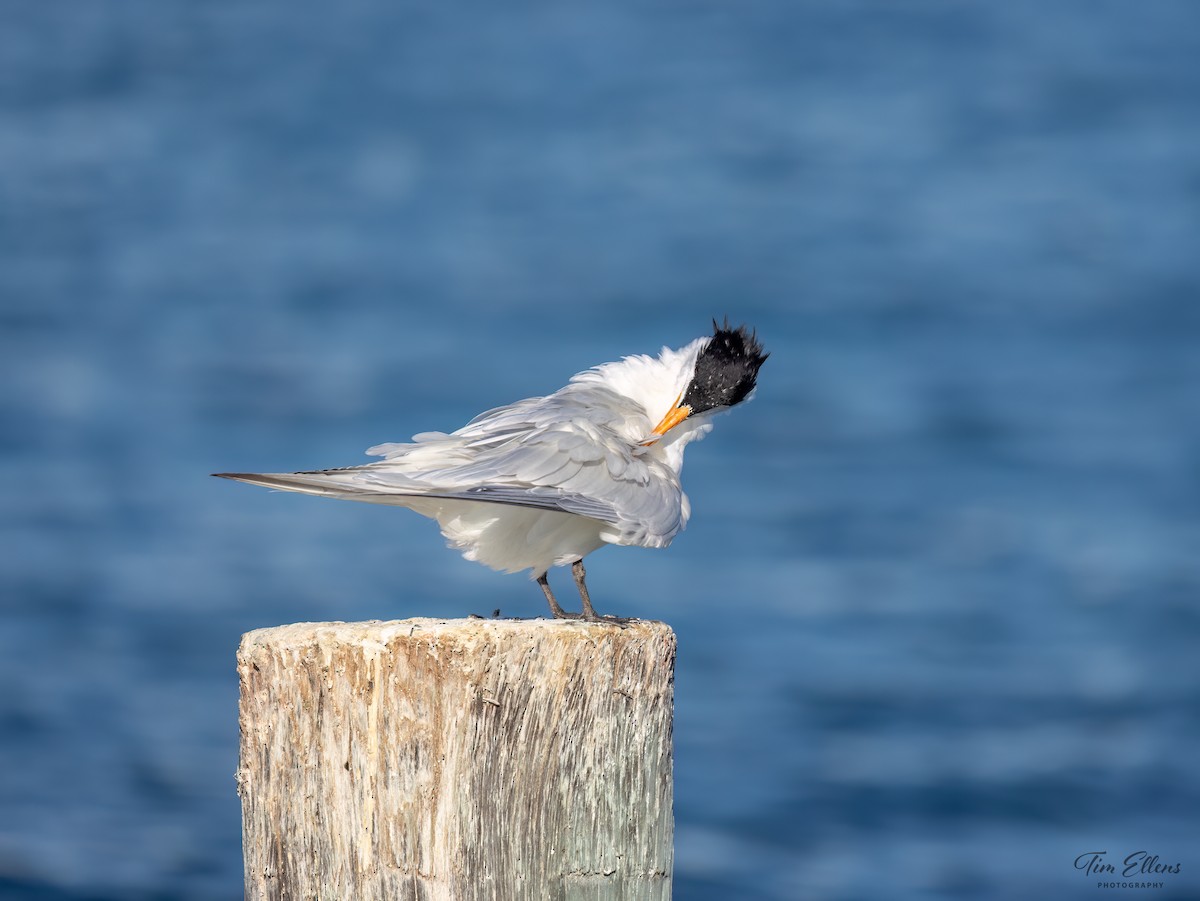 Royal Tern - Tim Ellens