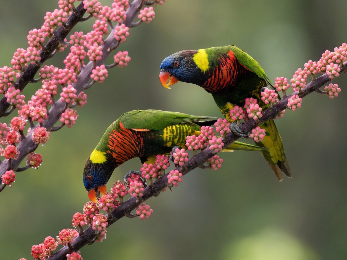 新幾內亞彩虹吸蜜鸚鵡 - ML617127865
