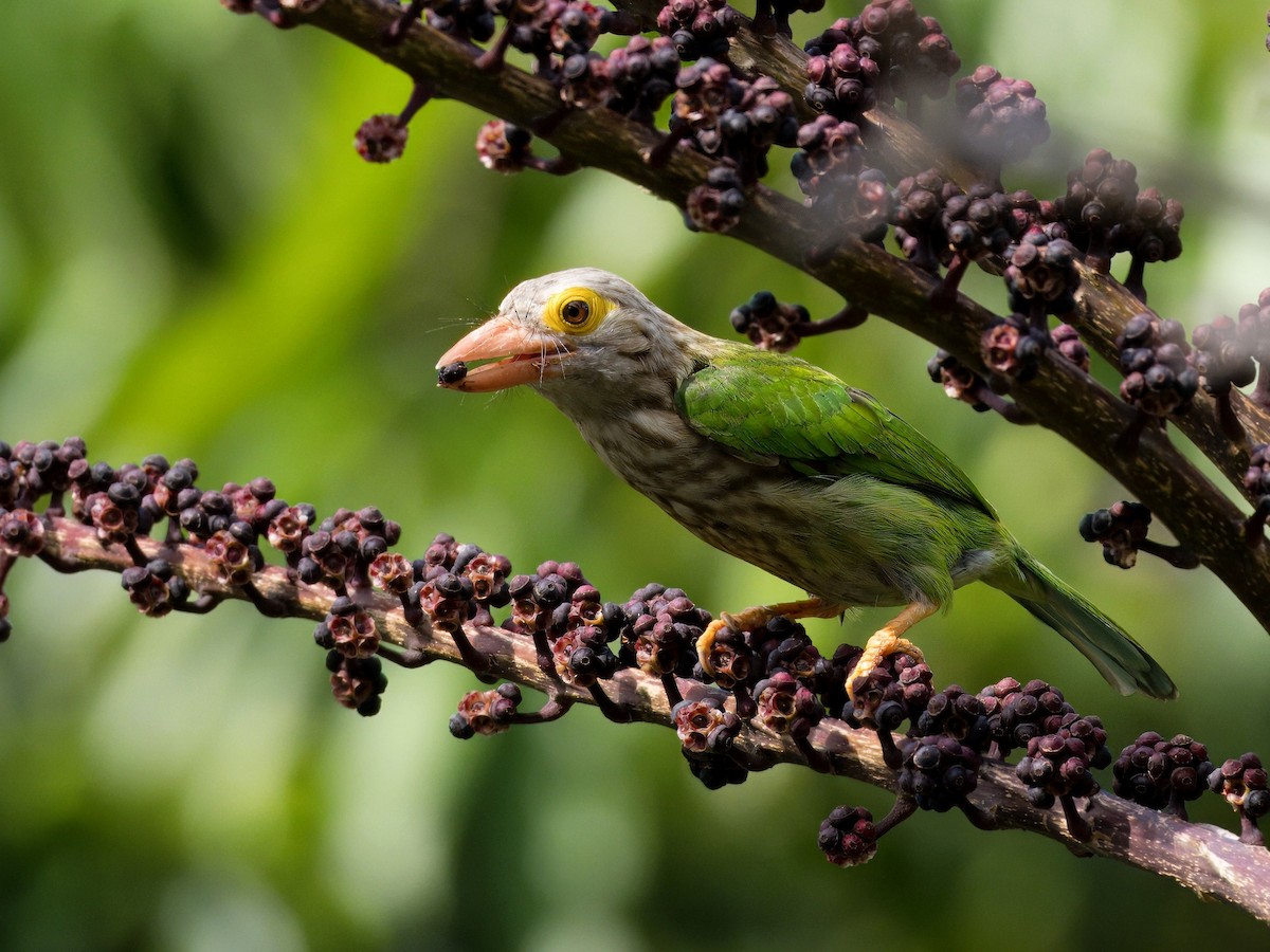 Streifenbartvogel - ML617127873