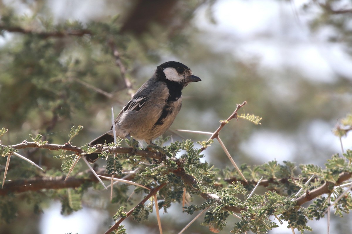 Somali Tit - ML617127895