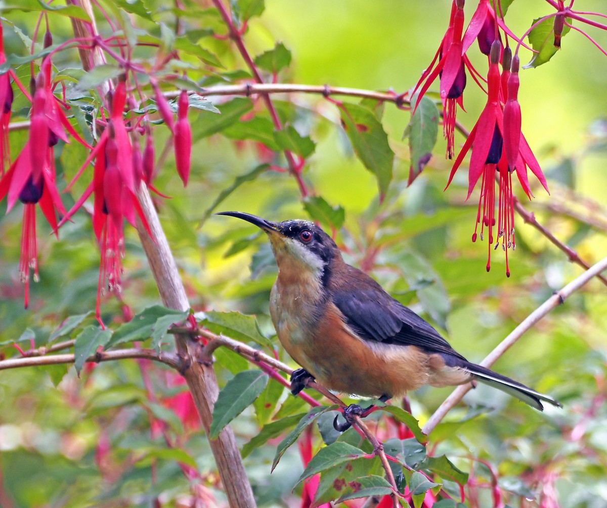 Eastern Spinebill - ML617127924