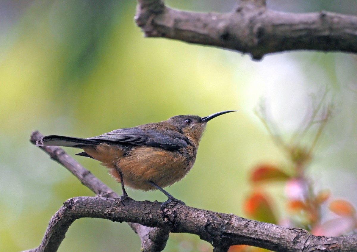 Eastern Spinebill - ML617127948