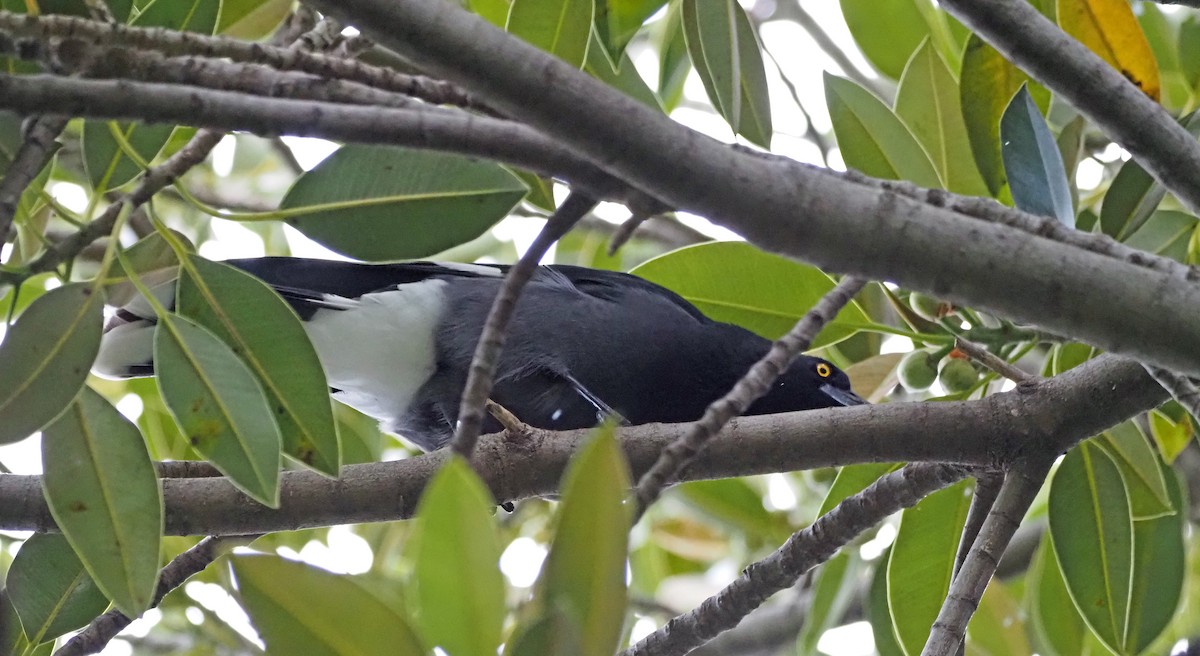 Pied Currawong - ML617127961