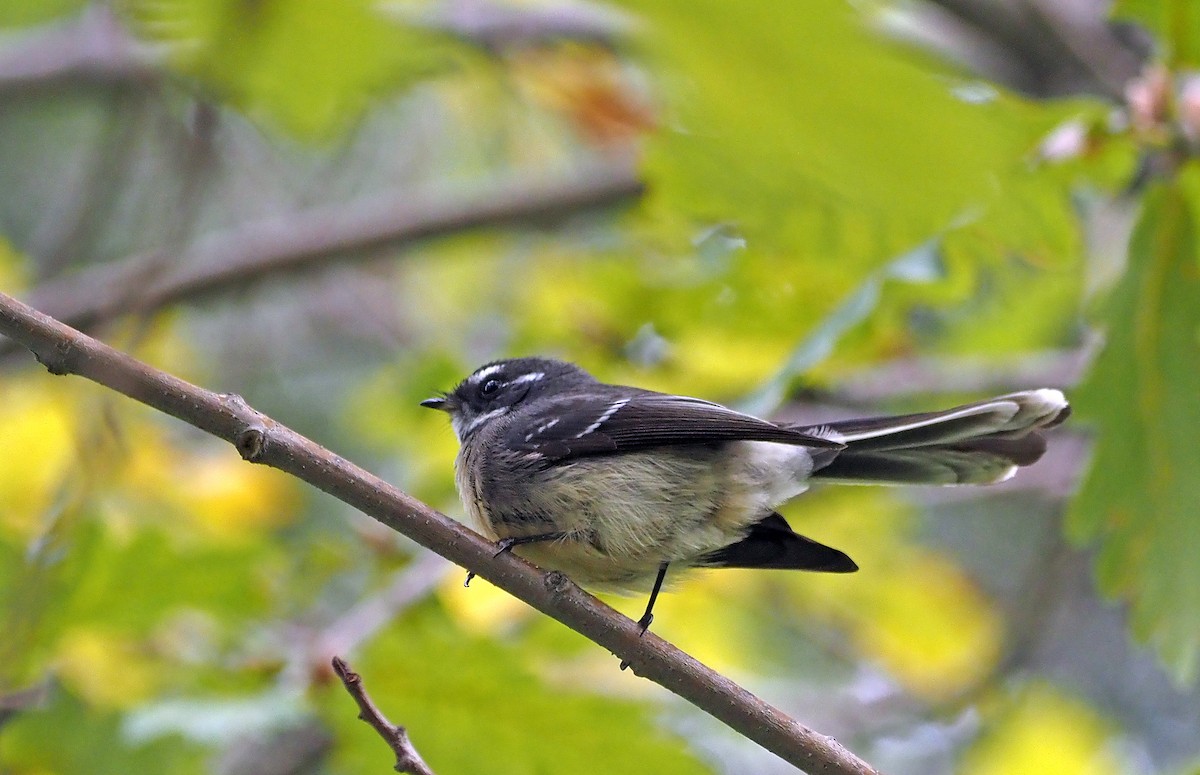 Gray Fantail - ML617128005