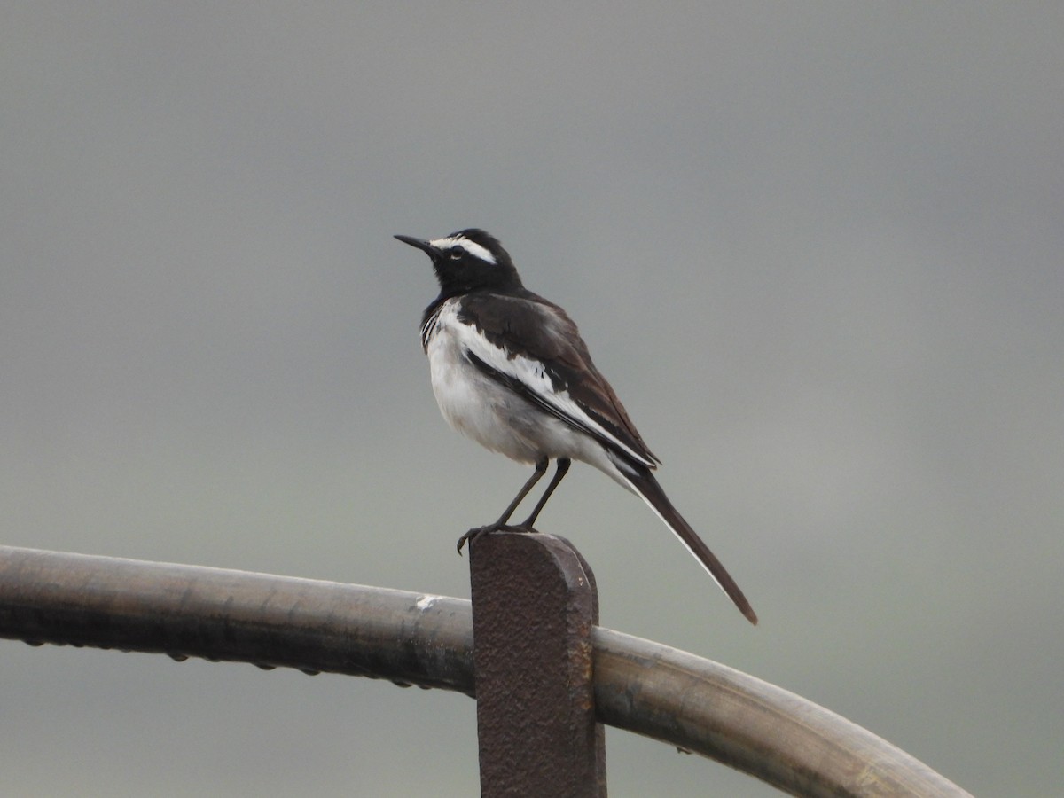 White-browed Wagtail - ML617128026