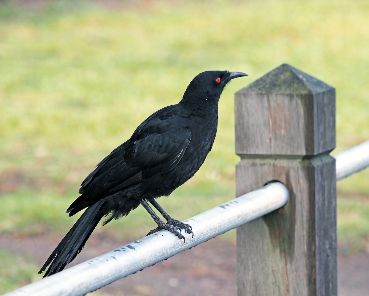 White-winged Chough - ML617128033