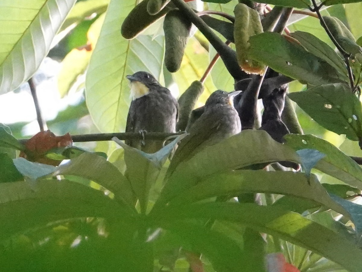 Western Bearded-Greenbul - ML617128044