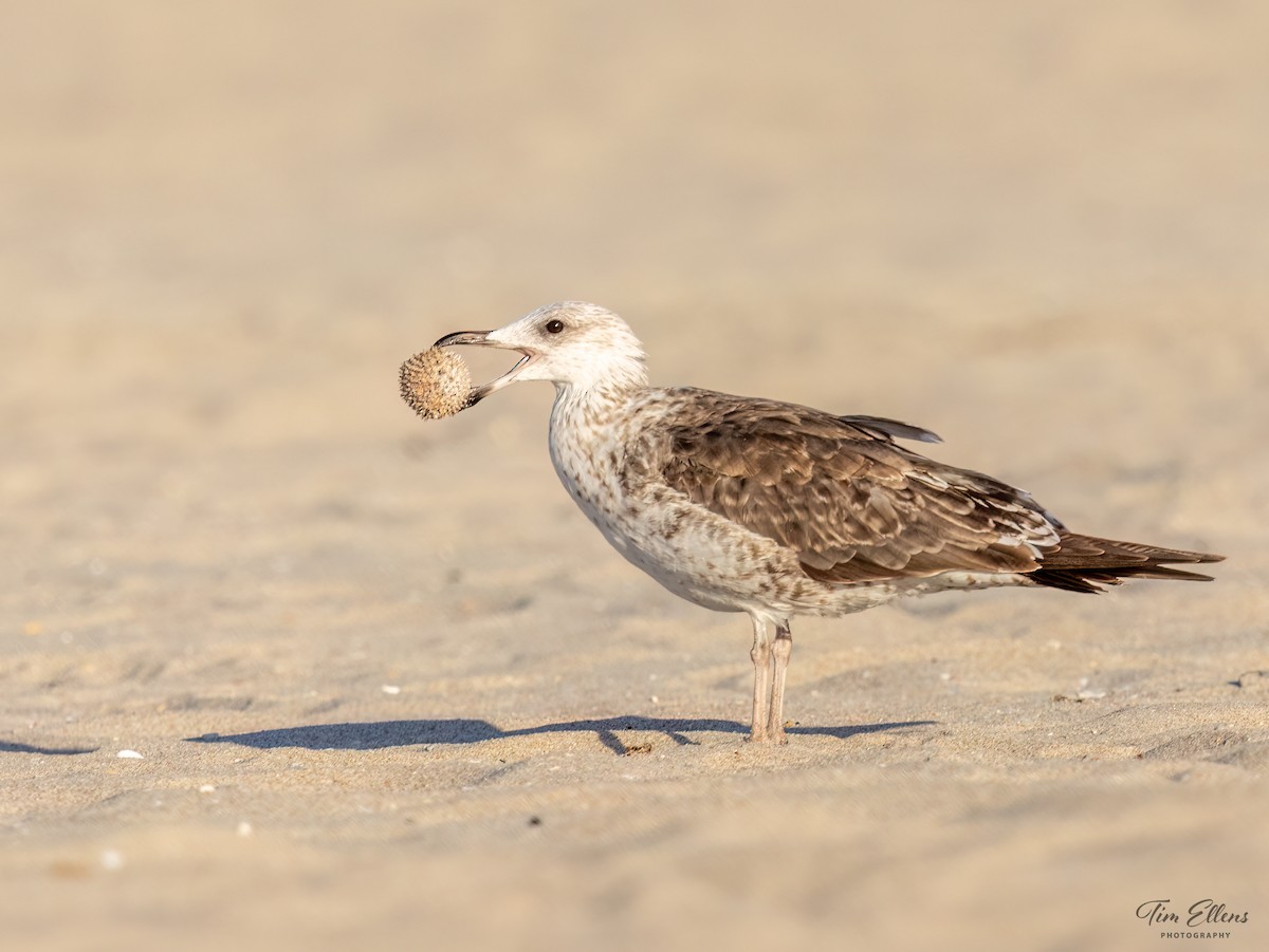 Lesser Black-backed Gull - ML617128061