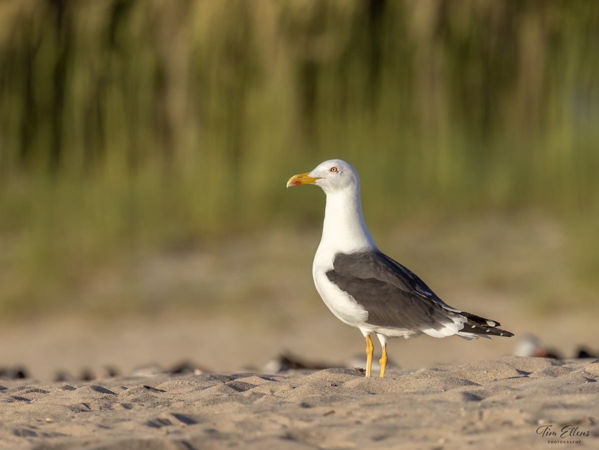 Lesser Black-backed Gull - ML617128062