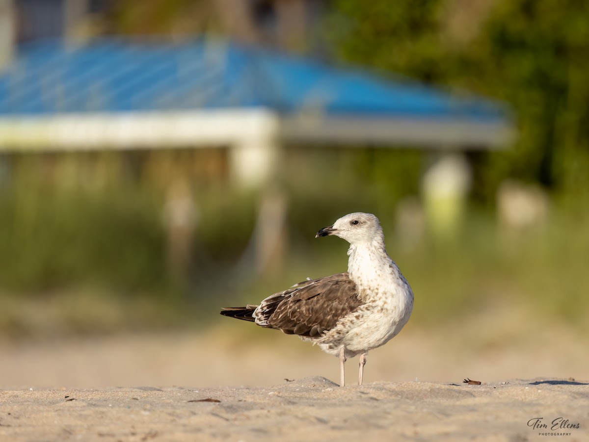 Lesser Black-backed Gull - ML617128063