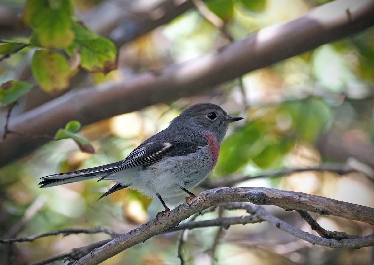 Rose Robin - ML617128064