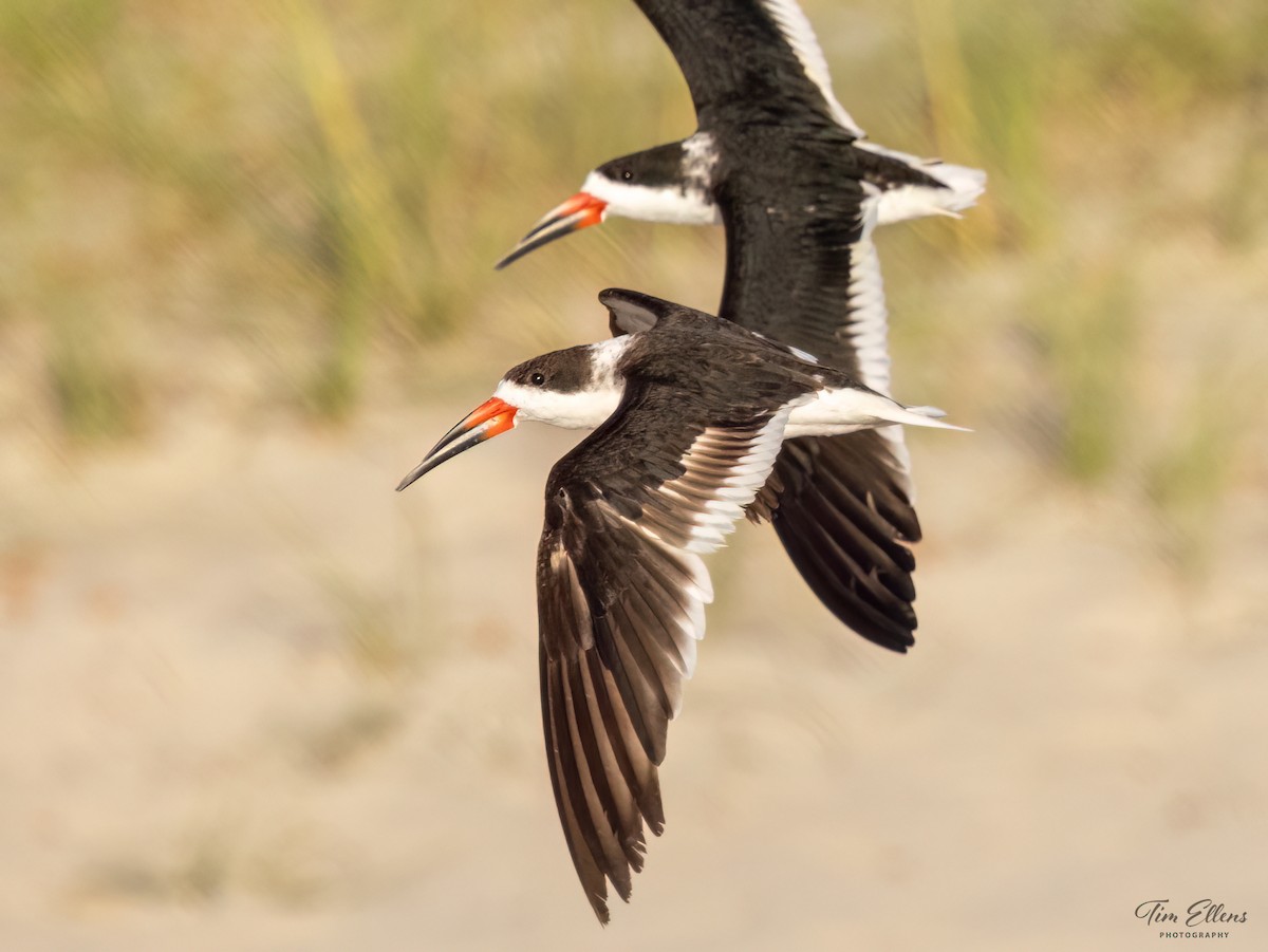 Black Skimmer - ML617128067