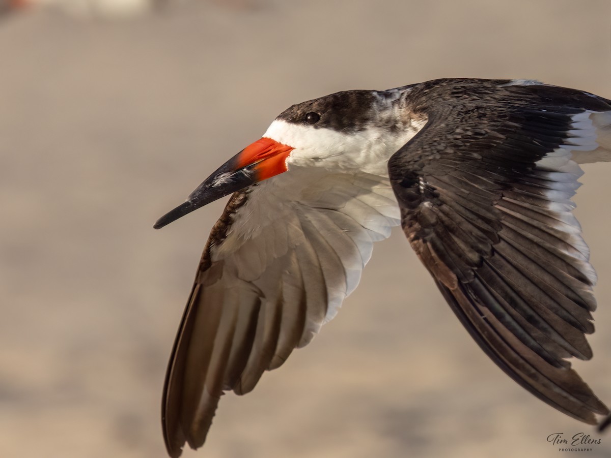 Black Skimmer - ML617128068