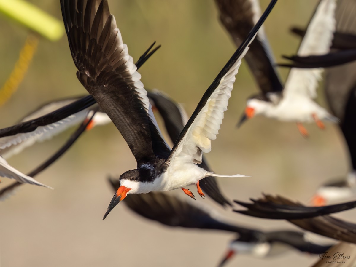 Black Skimmer - ML617128069