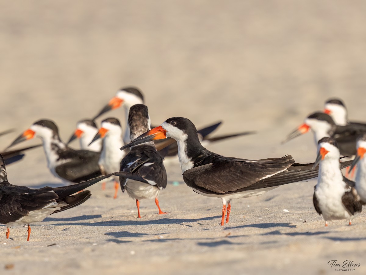 Black Skimmer - ML617128070