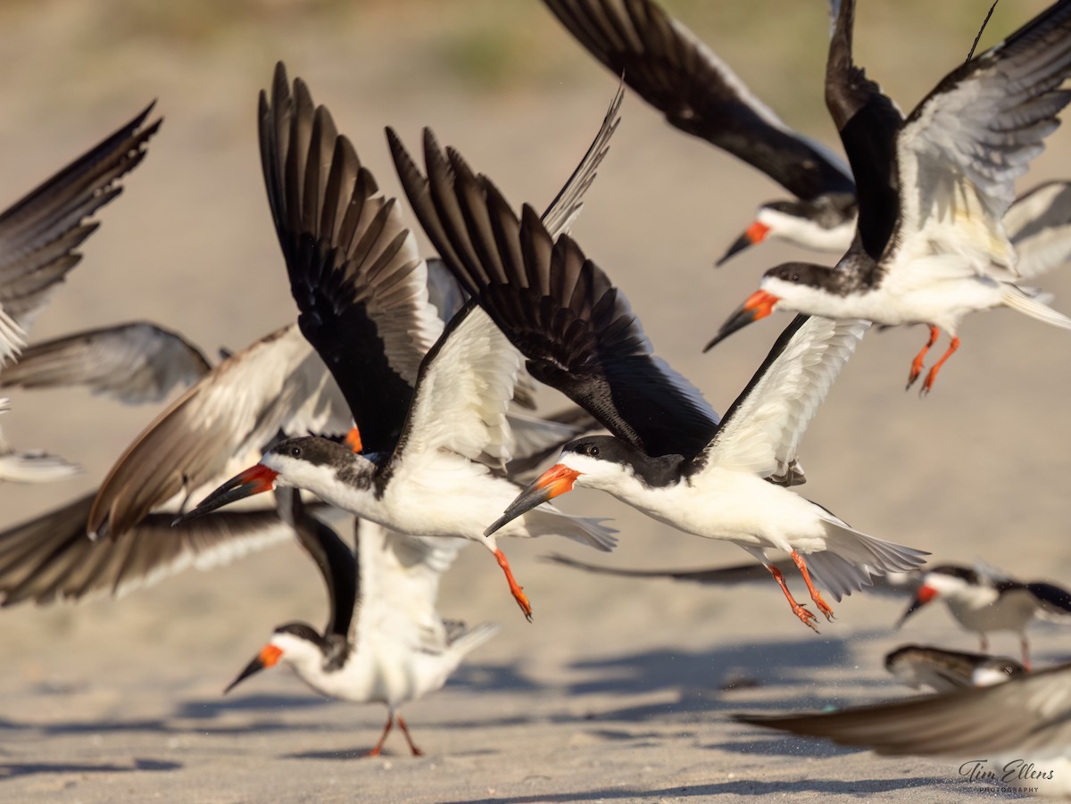 Black Skimmer - ML617128071