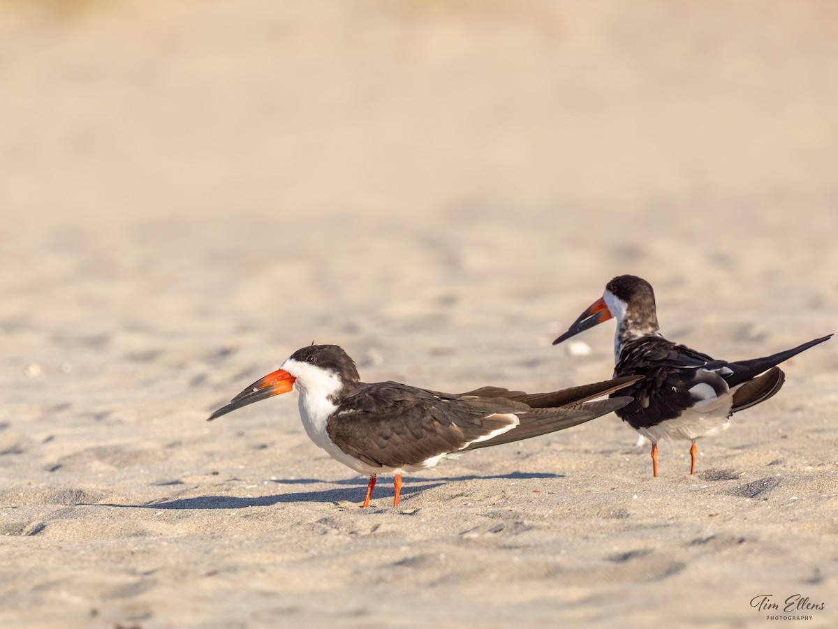 Black Skimmer - ML617128072