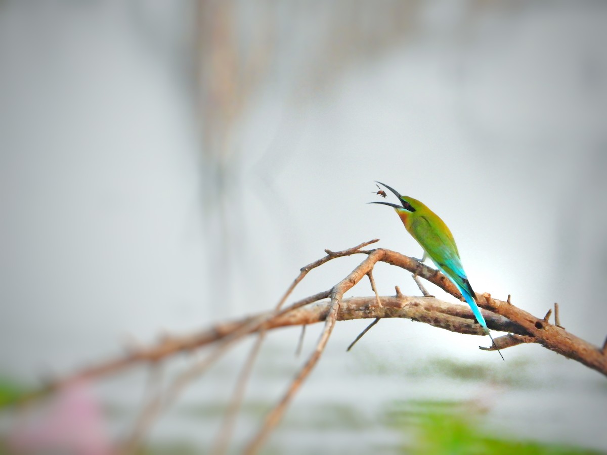 Blue-tailed Bee-eater - ML617128112