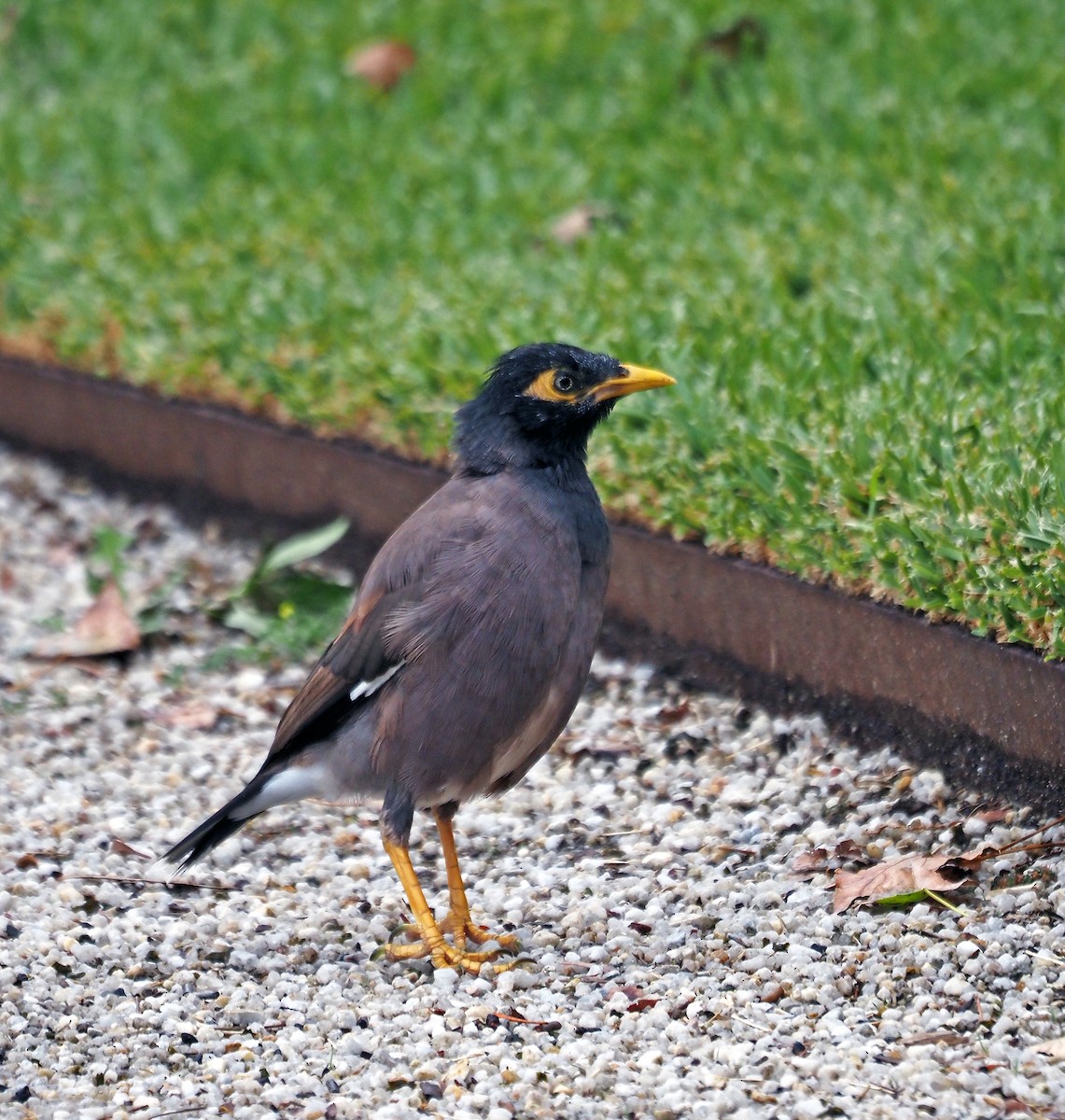 Common Myna - ML617128113