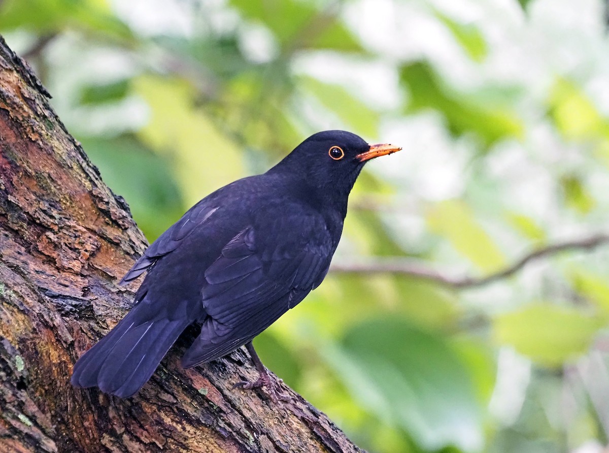 Eurasian Blackbird - ML617128141