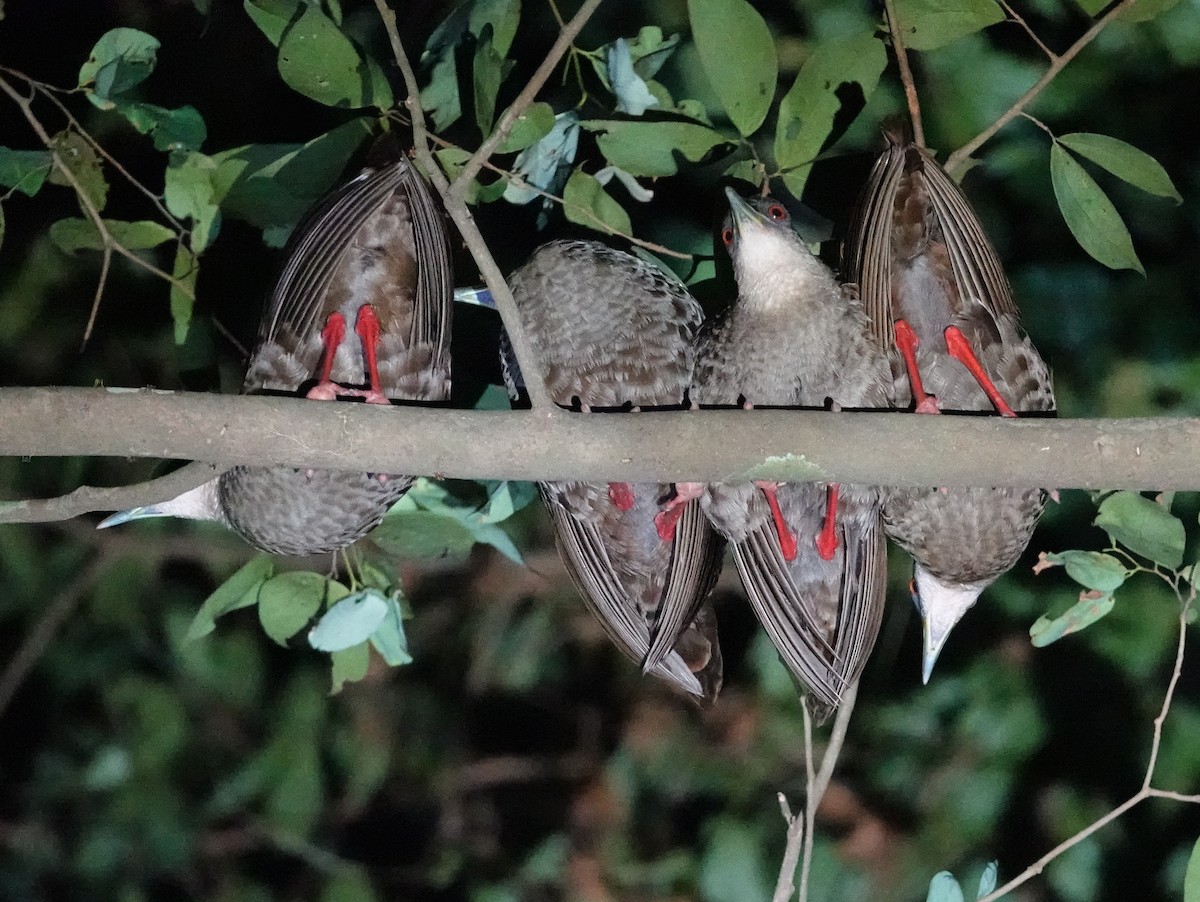 Râle à pieds rouges - ML617128159