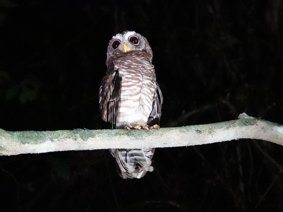 African Wood-Owl - Peter Yendle