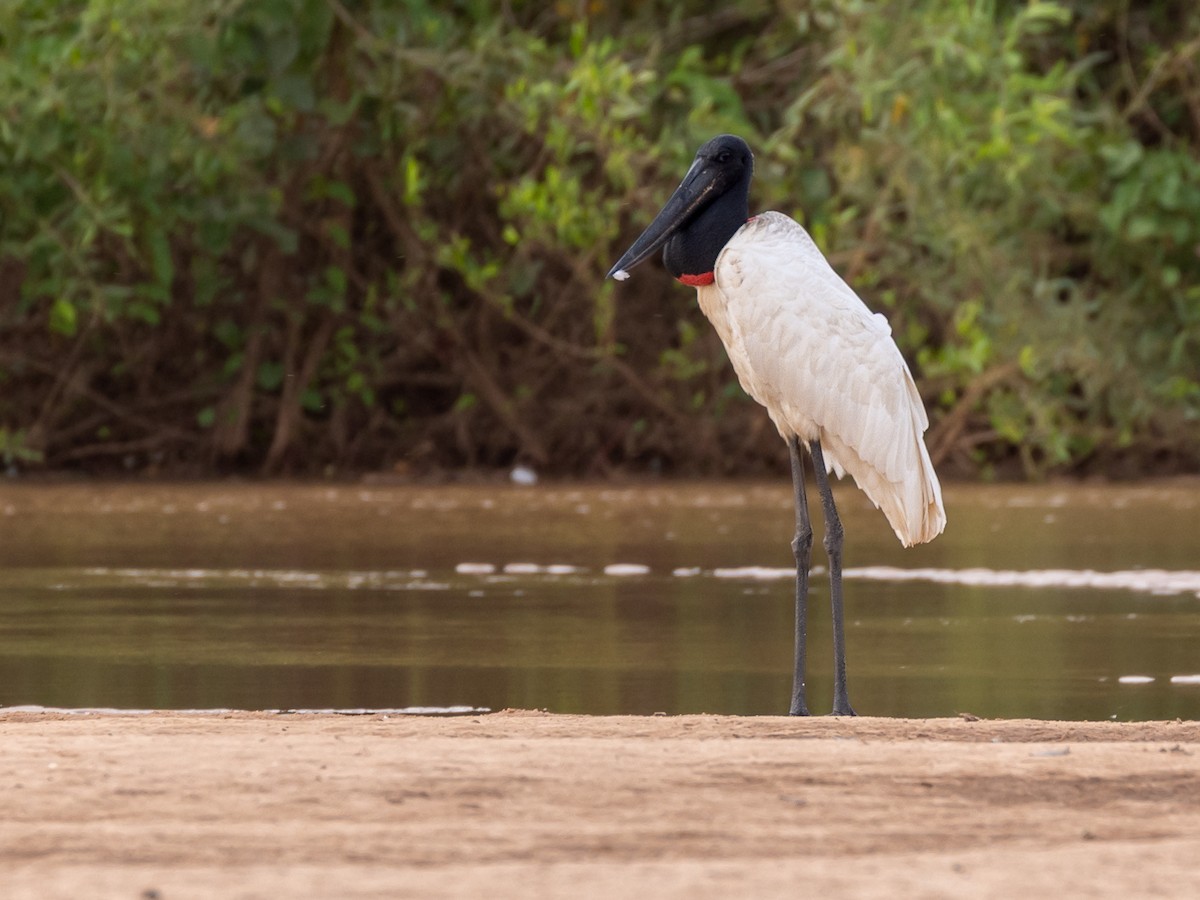 Jabiru - ML617128173