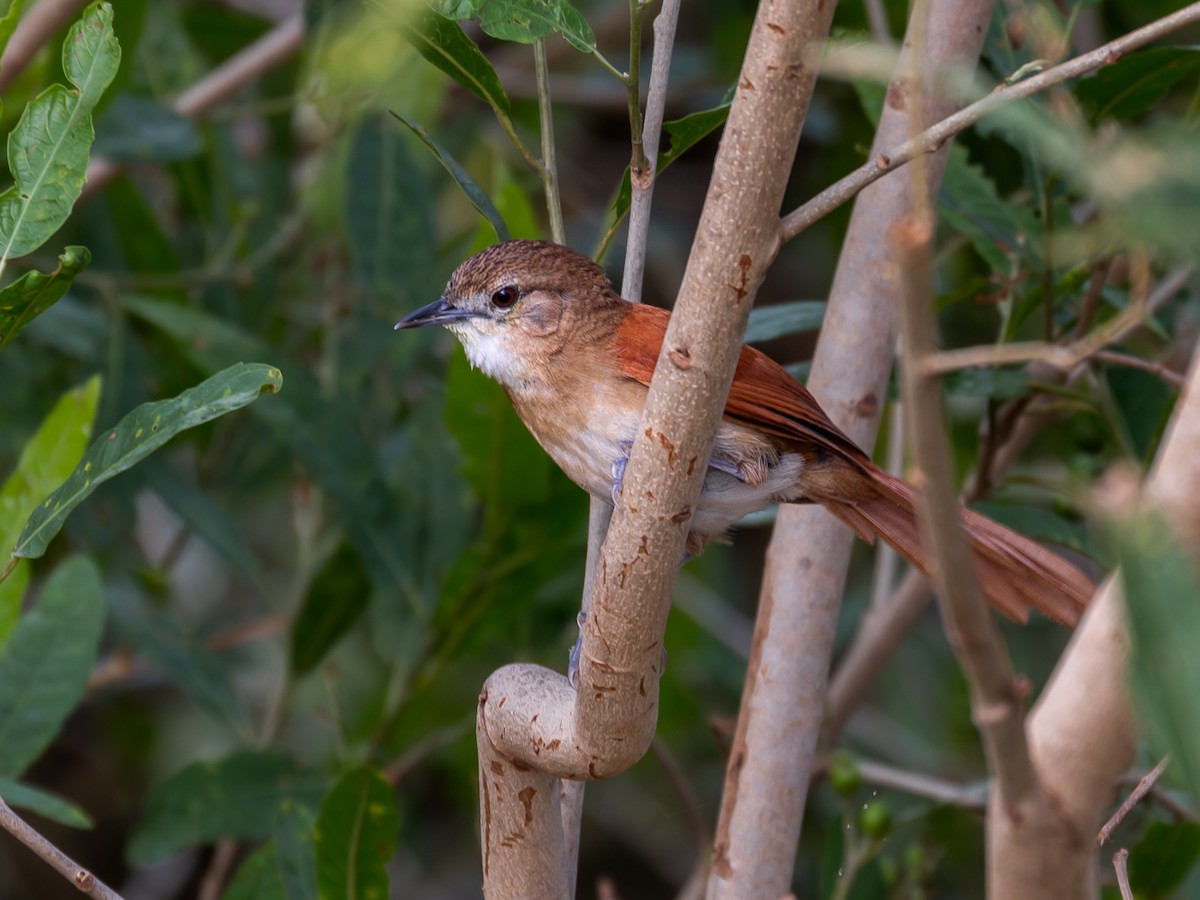 Araguaia Spinetail - ML617128186