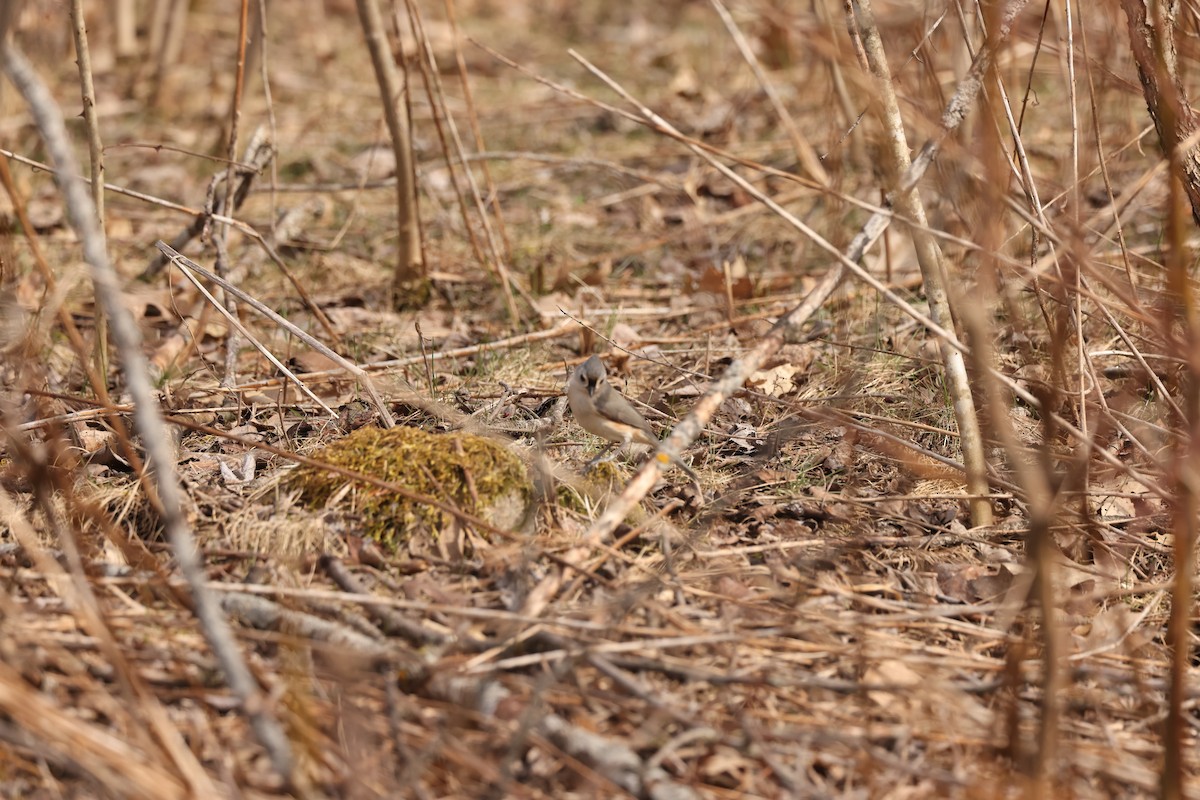 Tufted Titmouse - ML617128240