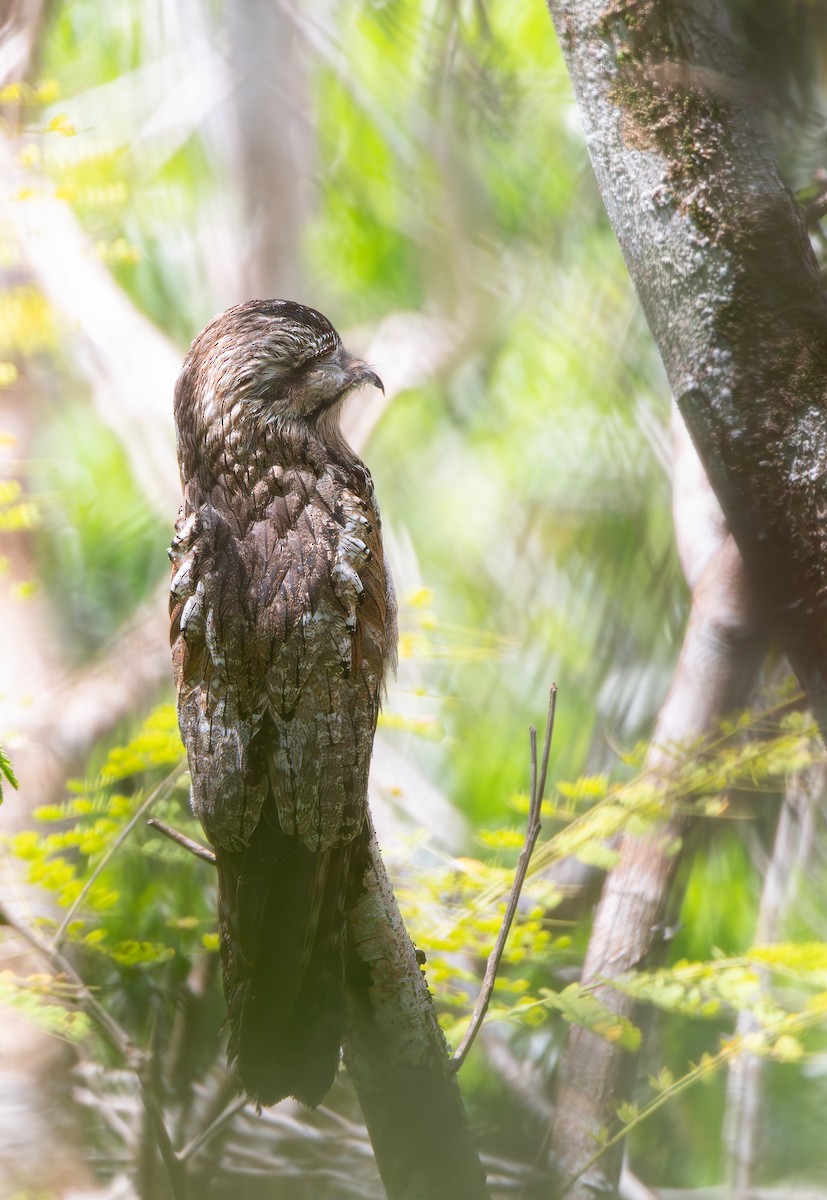 Northern Potoo - ML617128245