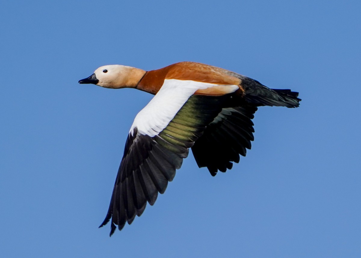 Ruddy Shelduck - ML617128263