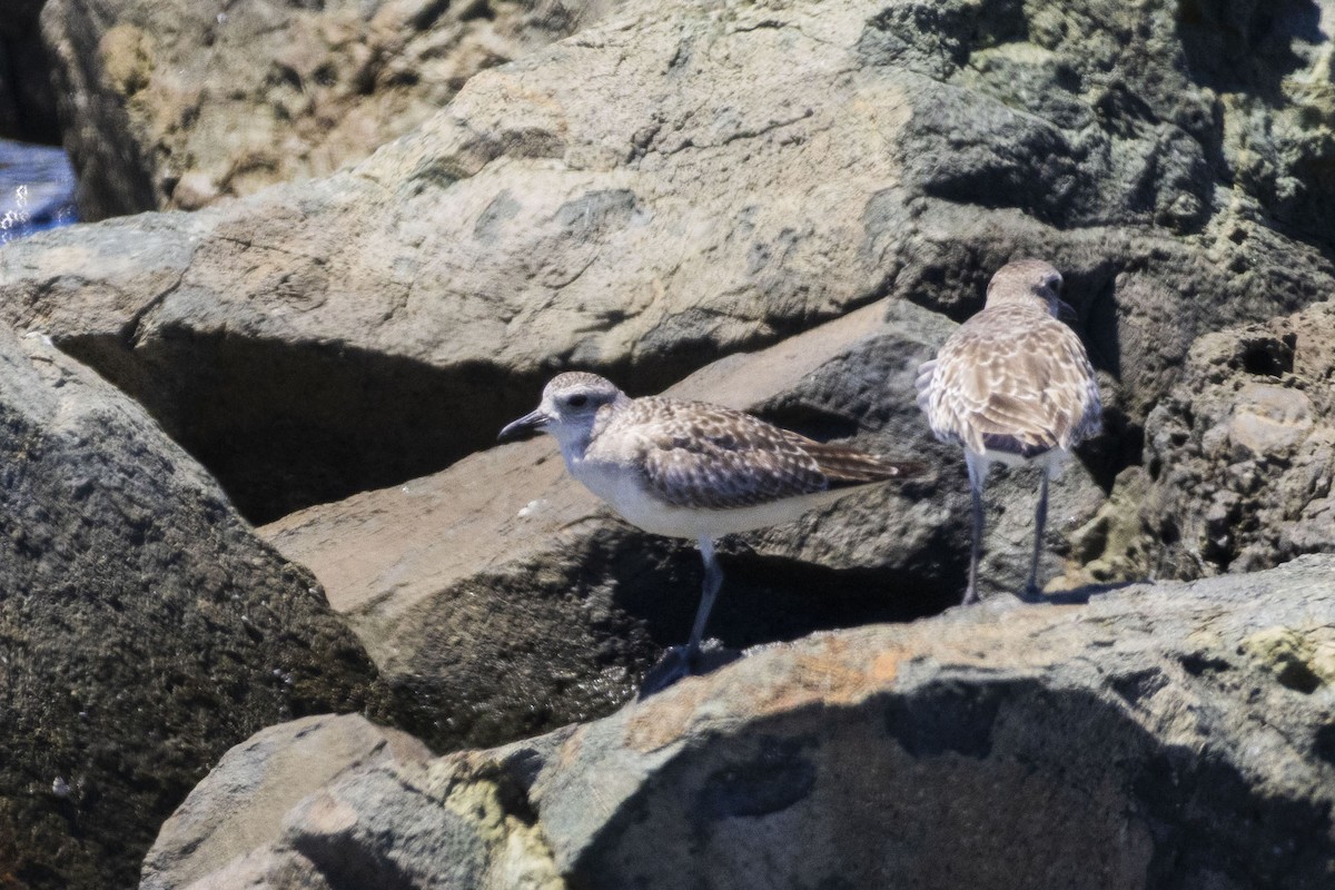 Black-bellied Plover - Amarilys Lebron