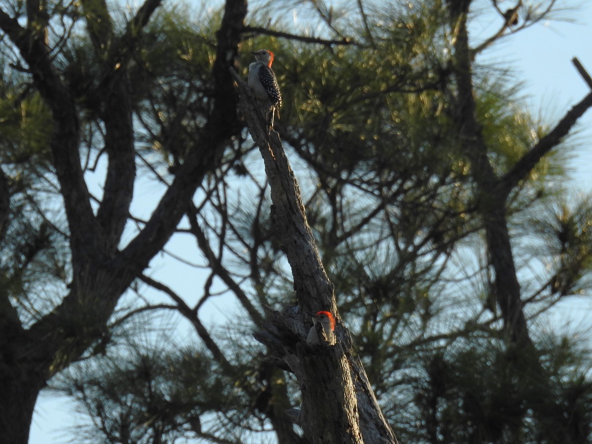 Red-bellied Woodpecker - ML617128281