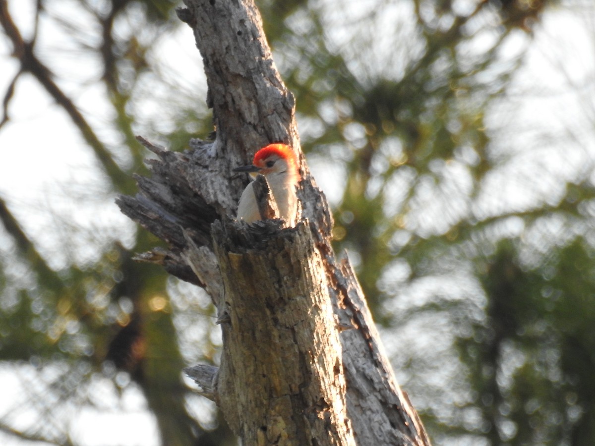 Red-bellied Woodpecker - Kathryn Cowdery