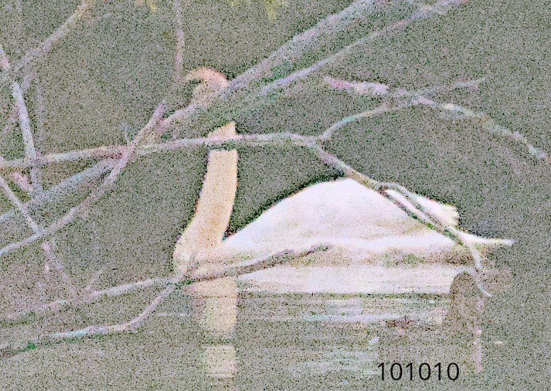 Лебедь-трубач - ML617128360
